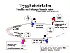 Trygghetssirkelen (COS), er en modell som visualiserer barns behov for utforskning og trygghet, og hvordan omsorgspersonen kan forstå og møte barnets vekslende behov. Ved å følge denne, kan omsorgspersonen legge til rette for barnets utvikling av trygg tilknytning (illustrasjon hentet fra Marvin et al 2012).