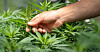 Sosionom Tore Mangseth vil legalisere cannabis.