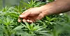 Sosionom Tore Mangseth vil legalisere cannabis.