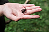 Jenta er veldig glad i insekter. Denne dagen var hun egentlig på jakt etter firfislene, men fant mange frosker i stedet. – Det ble rene naturfagstimen, sier Mariann Flatha.